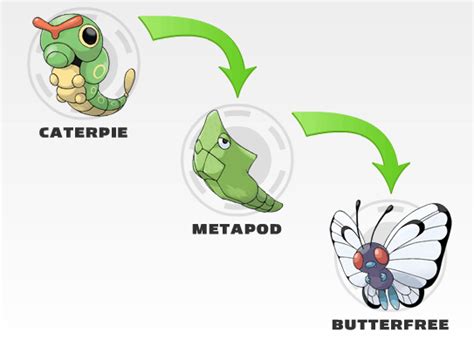 Caterpie 010 | Wiki | Pokémon Amino