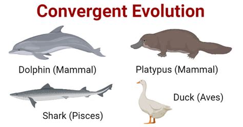 Convergent Evolution- Definition, Causes, Examples, vs. Divergent