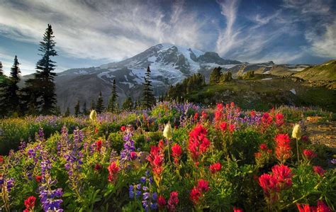 Download Mountain Spring Nature Flower HD Wallpaper