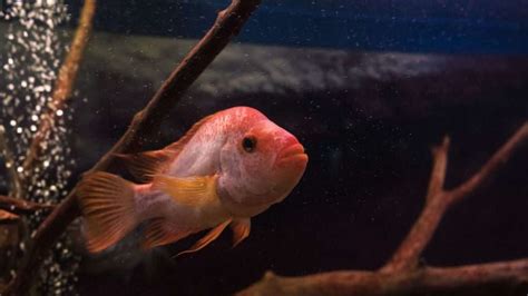 Red Devil Cichlid Care Guide - Aquarium Inside