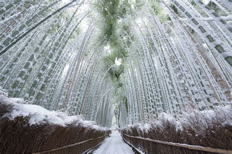 Snow covered bamboo forest, Kyoto, Japan : pics