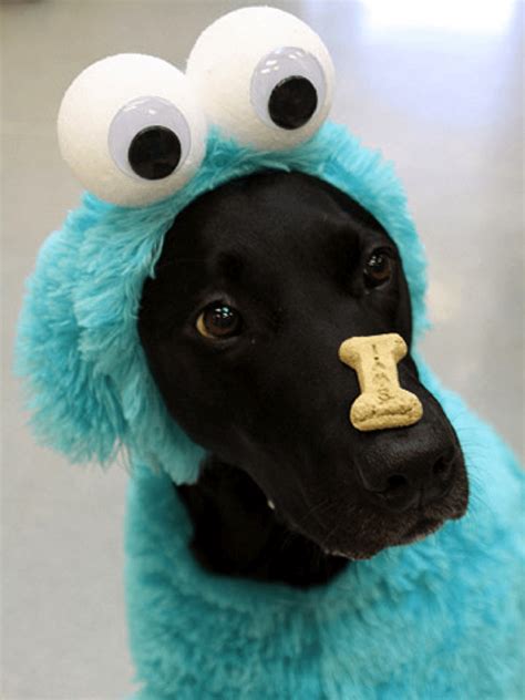 Top 10 Halloween Dog Costumes (2014)