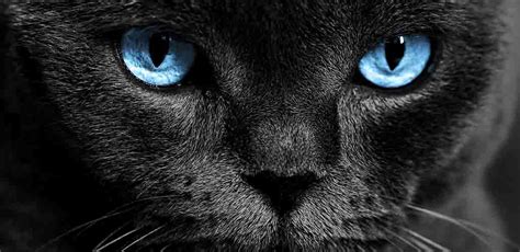 Black Cat With Blue Eyes - Does This Unusual Combination Exist?