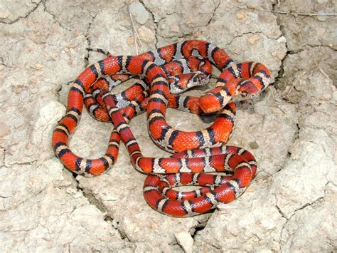 Facts About Milk Snakes | Live Science