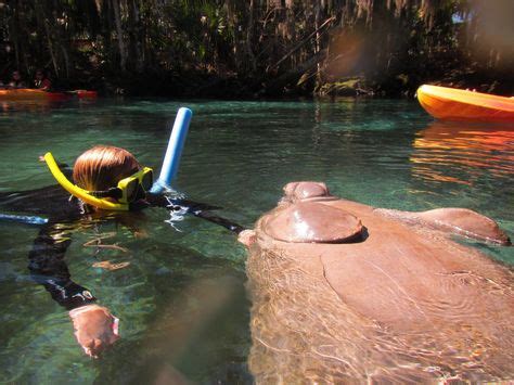 23 Best Crystal River Fl. Manatee Snorkeling images | Manatee, Crystal ...