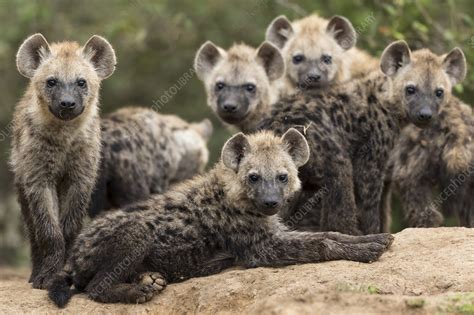 Spotted hyena cubs by den - Stock Image - C048/4065 - Science Photo Library