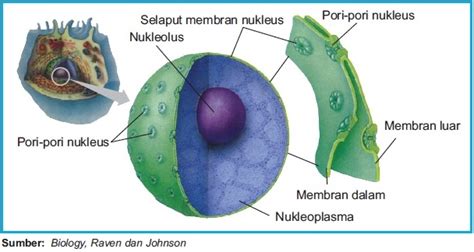 Pengertian Inti Sel (Nukleus), Lengkap Bagian, Struktur, Fungsi, Macam ...