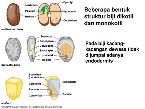 25+ Ide Terbaru Struktur Biji Dikotil Dan Monokotil