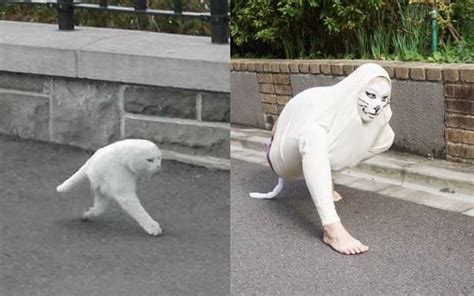 Half Cat Costume | Half Cat / Panorama Fail Cat | Know Your Meme