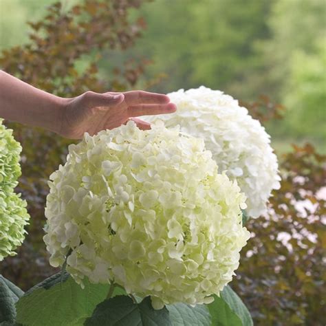 Incrediball® - Smooth Hydrangea - Hydrangea arborescens | Proven Winners