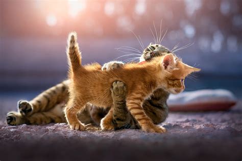 Cute Kittens, HD Animals, 4k Wallpapers, Images, Backgrounds, Photos ...