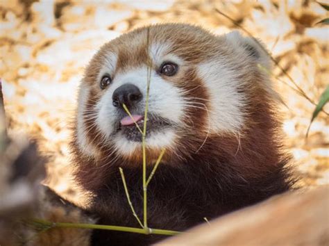 See the new animals at the Akron Zoo as they debut on beautiful day to ...