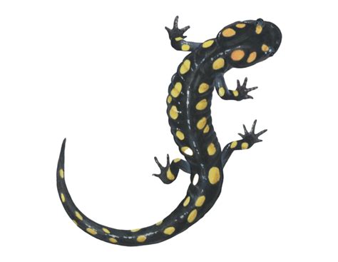 Salamander Lizard | PNG All