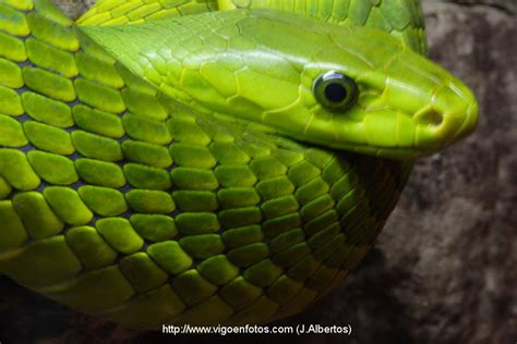 PHOTOS OF GREEN MAMBA. AFRICAN SNAKE. - VIGO BAY. GALICIA. VISIT SPAIN ...