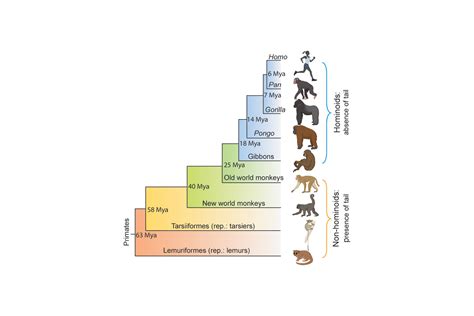 The New York Times: Genetic Study Suggests Why Humans No Longer Have ...