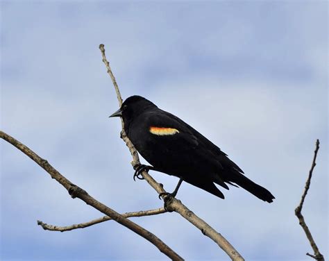 Red-winged Blackbird (Agelaius phoeniceus) | The Red-winged … | Flickr