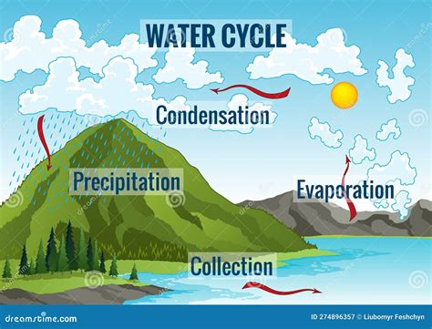 Water Cycle Diagram Stock Illustrations Water Cycle Diagram | The Best ...