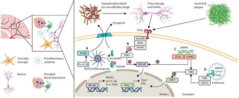 Chronic effects of inflammation on tauopathies - The Lancet Neurology