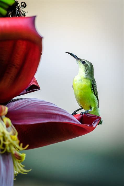 purple sunbird- female - India Travel Forum | IndiaMike.com