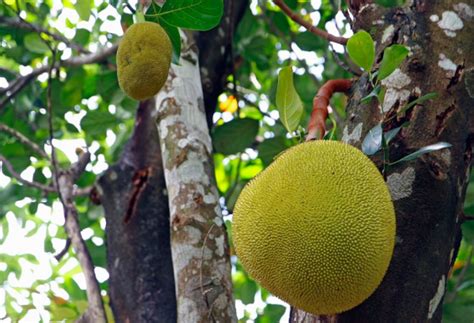 Taman Dengan Pohon Buah Tropis - Desain id