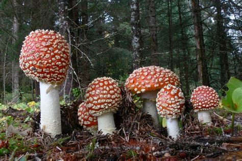 Alaska’s three types of Amanita muscaria | Juneau Empire