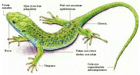 an image of a lizard labeled in spanish