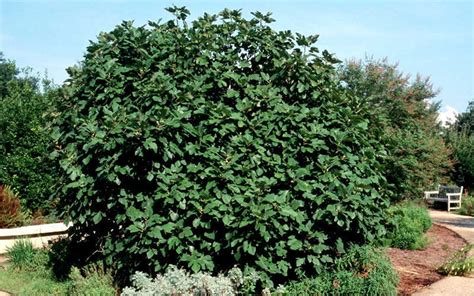 Buy Brown Turkey Fig Tree | FREE SHIPPING | Wilson Bros Gardens | 5 ...