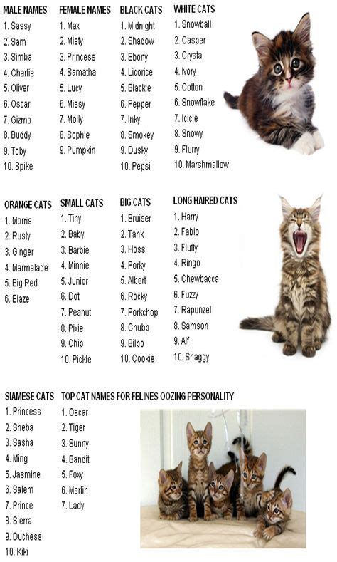 43 Cat Names ideas | cute cat names, girl cat names, funny cat names