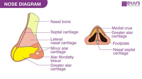 Nose - Labelled Diagram and Description