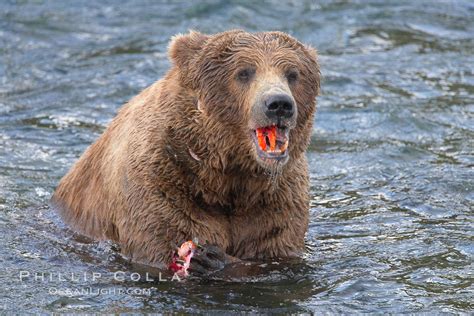 Brown bear eating salmon, Ursus arctos, Brooks River, Katmai National ...