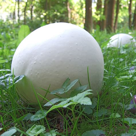 Giant Puffball Mushrooms: Basic Facts, Recipes and Uses - Mushroom ...