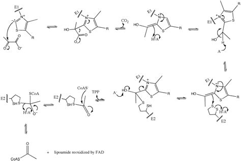 organic chemistry - Steps in mechanism of pyruvate dehydrogenase ...