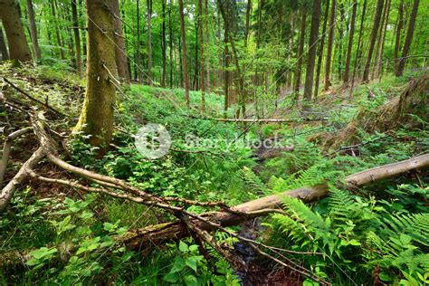 A Beech Tree Forest In Germany Royalty-Free Stock Image - Storyblocks