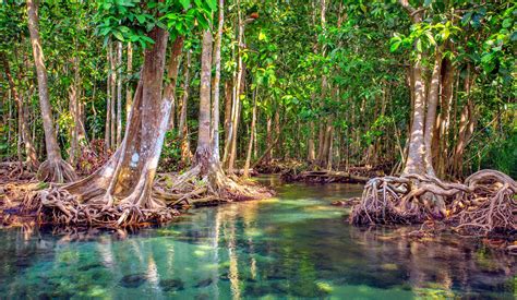 Mangrove forests in Oman were wiped out by climate change - Earth.com