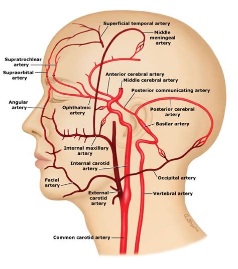 Anterior Cerebral Artery (ACA) - Stepwards