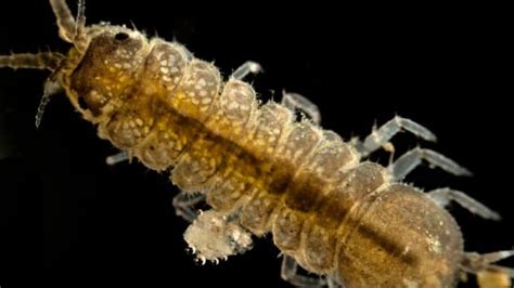 Aquatic Isopods — Revealed! – animalfoodplanet