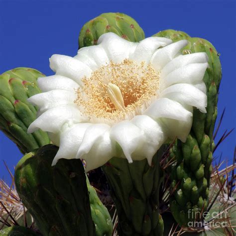 Saguaro Flower Squared Photograph by Douglas Taylor - Fine Art America