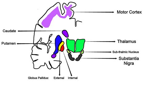 What Extrapyramidal Symptoms and Side Effects Mean – Metascientist