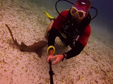 WATCH: Baby nurse shark very curious about diver - wptv.com