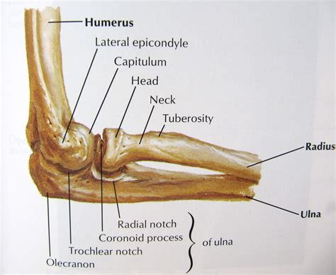 Elbow, Arm and Hand Pain - Dr Malik Mississauga Chiropractor – Free ...