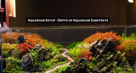 Depth Of Aquarium Substrate: How Deep Should It Be?