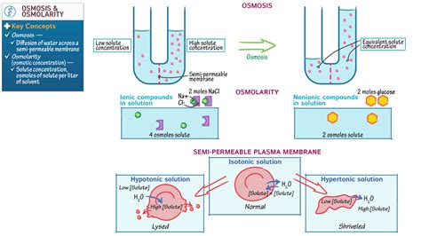 Anatomy & Physiology: Osmosis and Osmolarity | ditki medical ...