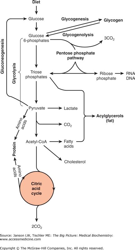 Carbohydrate Metabolism