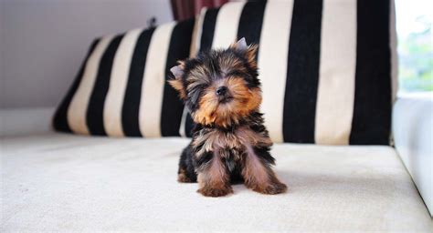 Cute Tiny Teacup Yorkie Puppies For Sale In Minnesota - l2sanpiero