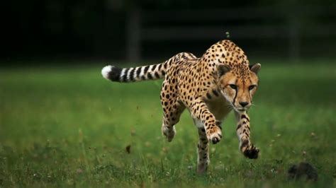 Cheetah Running In Slow Motion - YouTube