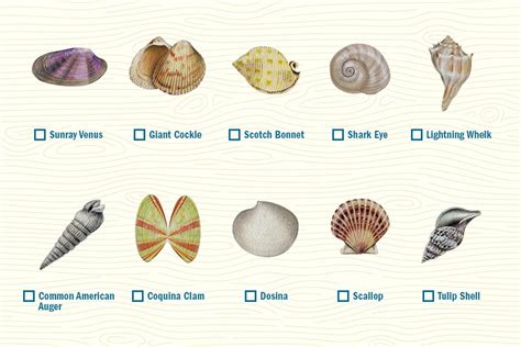 Shells-Graphic - Navarre Beach | Florida's Panhandle