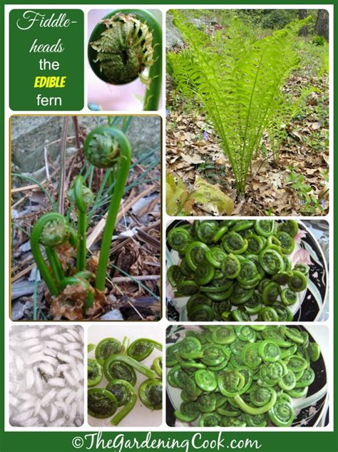 Fiddlehead Ferns - Culinary Delight from the Ostrich Fern