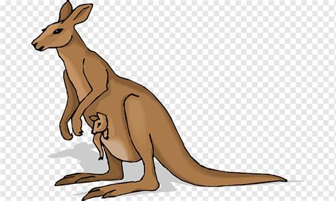 Joey Kangaroo, kangaroo cartoon, mammal, animals, presentation png ...