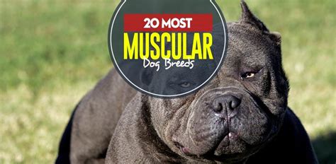 22 Most Muscular Dog Breeds