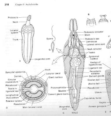 Syndermata: Acanthocephala